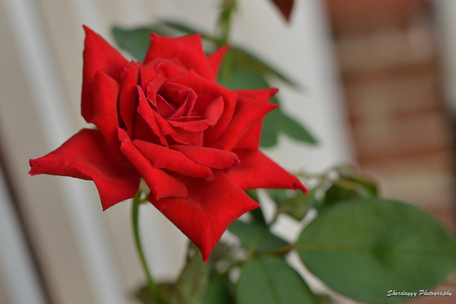 Tuesday Night Tunes – Caroline Rose Tuesday Night Tunes – Caroline Rose