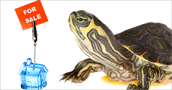 “Lagging Supply” Leads to Slowdown in Sales “Lagging Supply” Leads to Slowdown in Sales